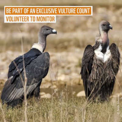 Volunteer for Vultures 2022