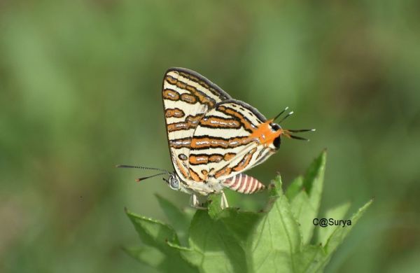 Butterfly Census at Sanjay Van