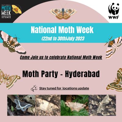 Moth Party - Hyderabad, Observing Wonderful Moths 