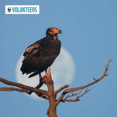 WWF-India’s Annual Vulture Count 2023