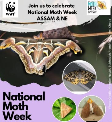 National Moth Week 2024 - Assam & North East India
