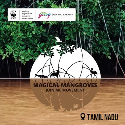 Magical Mangroves - Join the Movement 2024-25
