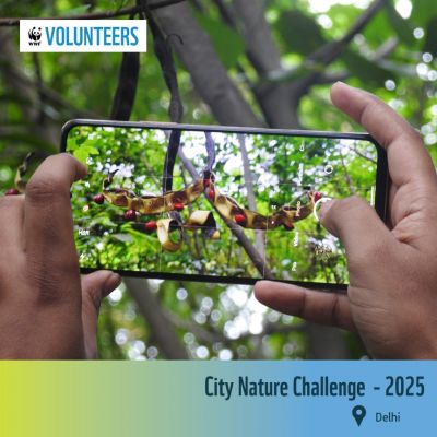 City Nature Challenge 2025 – Delhi NCR