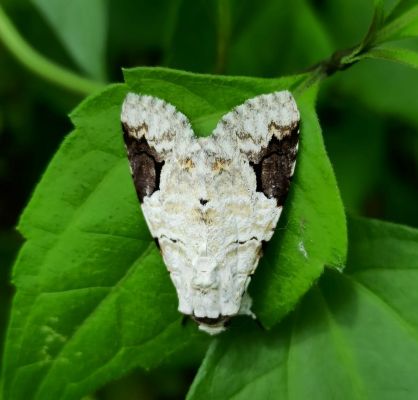 National Moth Week 2025 - Assam & North East India
