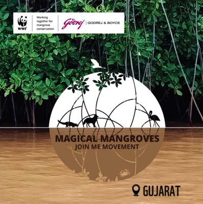 Magical Mangroves - Join the Movement 2025-26