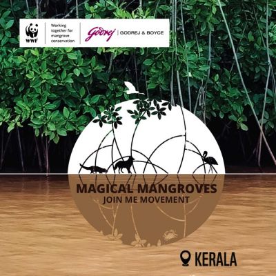 Magical Mangroves 2025-26 Phase 6