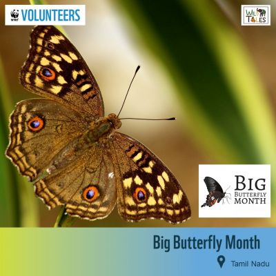 Big Butterfly Month – Tamil Nadu