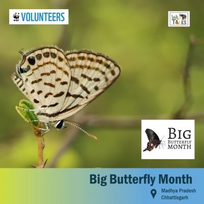 Big Butterfly Month – Madhya Pradesh and Chhattisgarh
