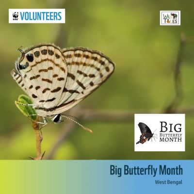 Big Butterfly Month – West Bengal