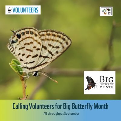 Big Butterfly Month – Andhra Pradesh 