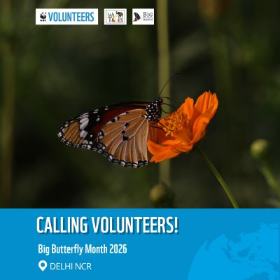 Big Butterfly Month 2026 – Delhi NCR 