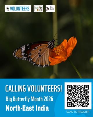Big Butterfly Month 2026 – North-East India
