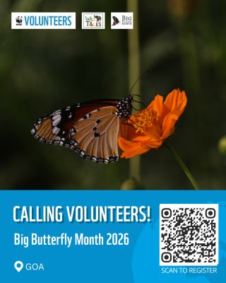 Big Butterfly Month 2026 – Goa