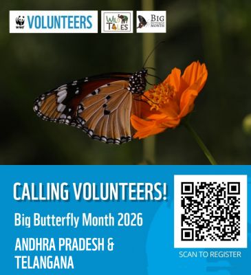 Big Butterfly Month 2026 – Andhra Pradesh & Telangana